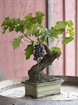 Wine Grape Bonsai, Eco-Friendly - Veriflora Certified, 10-12