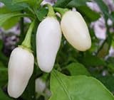 Extrem scharfes, weißes Chili - Habanero weiß - weiss - Habanero white - 10 Samen