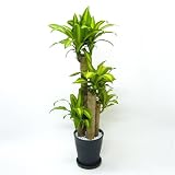 【第一園芸】観葉植物「ドラセナ・マッサンゲアナ」8号 黒鉢