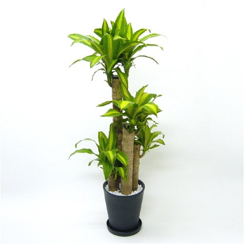 【第一園芸】観葉植物「ドラセナ・マッサンゲアナ」８号　黒鉢