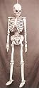 Hanging Skeleton