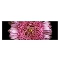Daisy by Preston - 1.5"&nbsp;