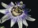 Close-Up of a Blue Passion Flower (Passiflora Caerulea) Photographic Poster Print by C. Sappa, 12x16