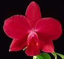 Slc Hobcaw 'Newberry' x Slc Precious Katie 'Red Velvet'