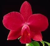 Slc Precious Katie 'Hartford' x Potinara Newberry Delight 'Mendenhall' AM/AOS