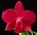 Slc Precious Katie 'Hartford' x Potinara Newberry Delight 'Mendenhall' AM/AOS