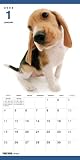 THE DOGビーグル 2009年カレンダー 画像