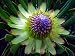 Mini Green Protea 10 Seeds - Protea scolymocephala