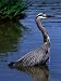 The Stately Great Blue Heron (Ardea Herodias) in Stanley Park, Vancouver, British Columbia, Canada Art Styles Photographic Poster Print by Doug McKinlay, 12x16