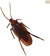 Loftus 12- Fake Roaches Prank Novelty Cockroach