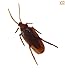 Loftus 12- Fake Roaches Prank Novelty Cockroach