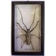 Butterflies By God - Long Horned Beetle in A Black Shadowbox Frame