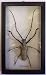 Butterflies By God - Long Horned Beetle in A Black Shadowbox Frame