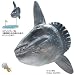 立体図鑑リアルフィギュアボックス　ソルトウォーターフィッシュ （日本の海水魚）_s-4