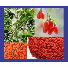 50+ Super Grade Goji Berry Wolfberry Seeds Organic