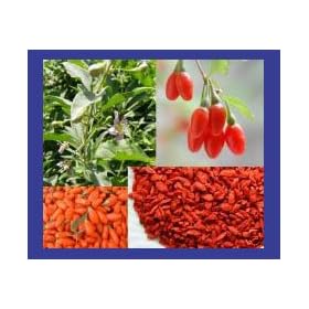 100+ Super Grade Goji Berry Wolfberry Seeds Organic