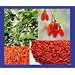 100+ Super Grade Goji Berry Wolfberry Seeds Organic