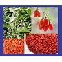 50+ Super Grade Goji Berry Wolfberry Seeds Organic