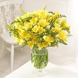 40 Yellow Guernsey Freesias for the price of 25