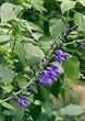Black and Blue Flowering Sage One Gallon Plant