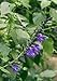 Black and Blue Flowering Sage Plant Two Gallon