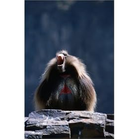 photographie Male gelada primate (Theropithecus gelada) at Geech Abyss. est disperible en (L x H)...