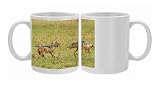 Black-backed Jackal - two in confrontation Photo Mugs