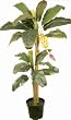6' Double Banana Plant w/ Bananas & Pod