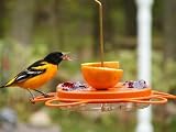 Oriolefest Oriole Feeder, 12 oz.