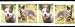 1 Yard 1 Australian Cattle Dog Cotton Trim