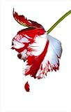 New Moon (Twilight Saga)