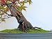 414fXxeV0rL. SL75  Bonsai Tree Japanese Maple