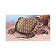 SEA TURTLE PLUSH TOY 18"