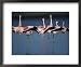 Lesser Flamingos, Performing 'Wing Salute' as Part of Courtship Display Animals Framed Art Poster Print by Anup Shah, 22x18
