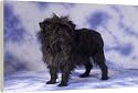 20 Inch Box Canvas (51cm) AFFENPINSCHER DOG -STUDIO by Ardea
