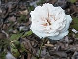 Eigenschaften Tönnissen  / Historische Rose Glorie de Dijon