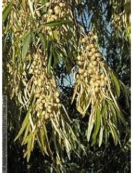 *HARDY*RUSSIAN OLIVE TREE * E~Z GROW*RARE*EXOTIC* 7 SEEDS* SHOWY*ZONE-2* #1136-C