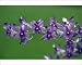 Photographic Prints of USH-2431 Hybrid Orchid - blossom, arboreal type from Ardea Wildlife Pets