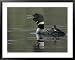 Common Loon Calling with Chick Riding on Back in Water, Kamloops, British Columbia, Canada Framed Art Poster Print by Arthur Morris, 39x31