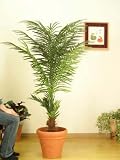 光触媒　観葉植物　アレカパーム 155cm