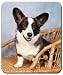 Cardigan Welsh Corgi Mousepad