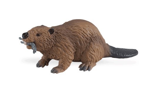 beaver