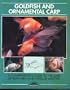 Goldfish and Ornamental Carp