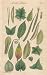 GIANT Wall Sticker of: SIMPLE LEAVES, Plate 21 Illustration by John Miller Botanical Studies from 1789 Featured plants: Scotch Fir, Scimeter-shaped Fig-Marigold, Nightshade, Malabar Fig, Bearded Fig-Marigold, CliMBWSing Mountain Ebony, Green Tea, Virginian Spiderwort, Aloe, Greater Houseleek, Pyramidal Saxifrage, Superb Lily, Three-colored Amaranth, Fig-Marigold, Peltated Geranium, Perennial Marti
