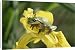 Canvas Prints of European / Common TREEFROG - on yellow iris / yellow flag from Ardea Wildlife Pets