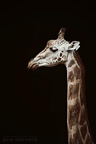 Animal Photography - 'Regal' - Giraffe Fine Art Nature Photography Print by Sophie Takes Photos