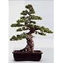 M�dchenkiefer (Pinus parviflora) - 10 Samen