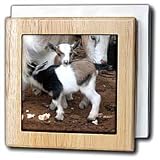 Pygmy goat family - 6 Inch Tile Napkin Holder