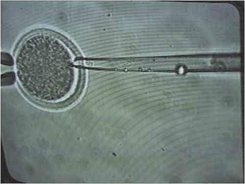 Genetic Engineering