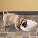 Pet Supplies : PetSafe 5 Meal Feeder